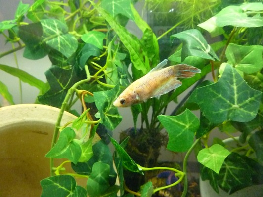 Acclimating Your Betta Fish