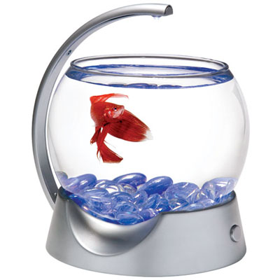 Betta Fish Bowl
