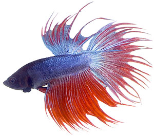Betta Fish Colors