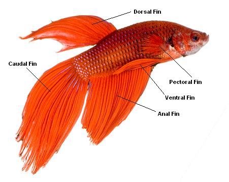 Betta Fish FAQ's