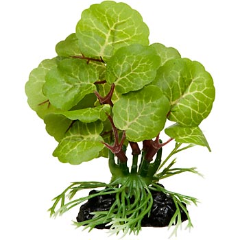 Choosing Plants For Betta Fish