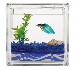 Choosing The Right Betta Tank