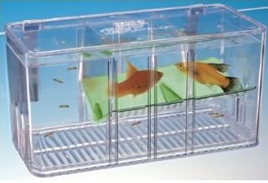How To Breed Betta Fish