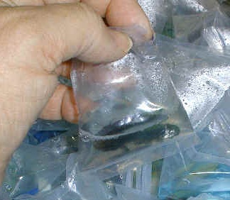 How To Buy A Healthy Betta Fish