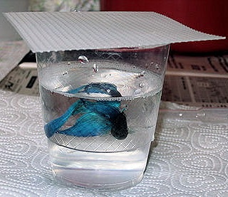 Changing Betta Tank Water