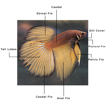 Characteristics Of Betta Fish Family
