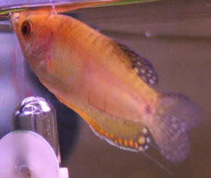 Betta Fish With Other Fish