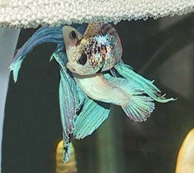Egg Hatching And Removing The Male