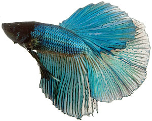 Facts About Male Betta Fish