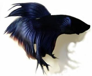 Siamese Fighting Fish