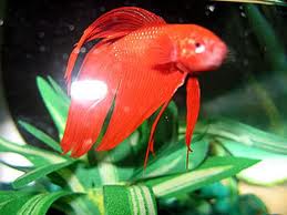 Symstoms Of Sick Betta Fish