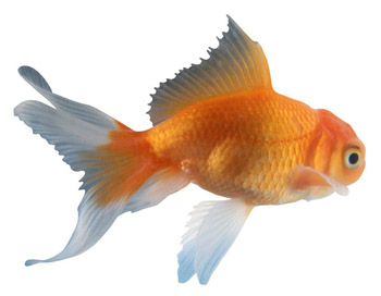 Suitable Betta Fish Companions