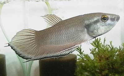 Breviobesus