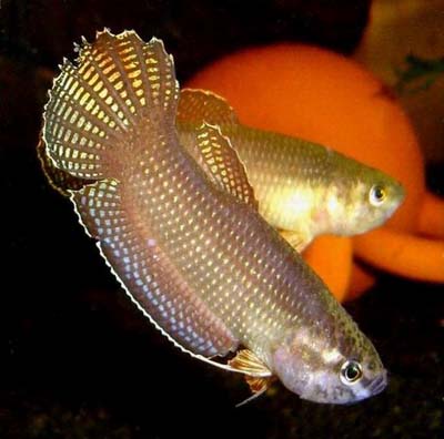 Edithae